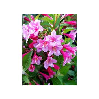 KRZEWUSZKA WEIGELA - sadzonki 20 / 30 cm